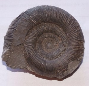 Holiday let in Staithes. Staithes Cottage